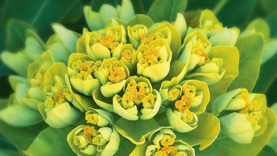 Euphorbia Staude