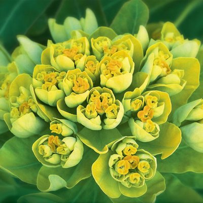 Euphorbia Staude