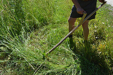 Wiesenmahd
