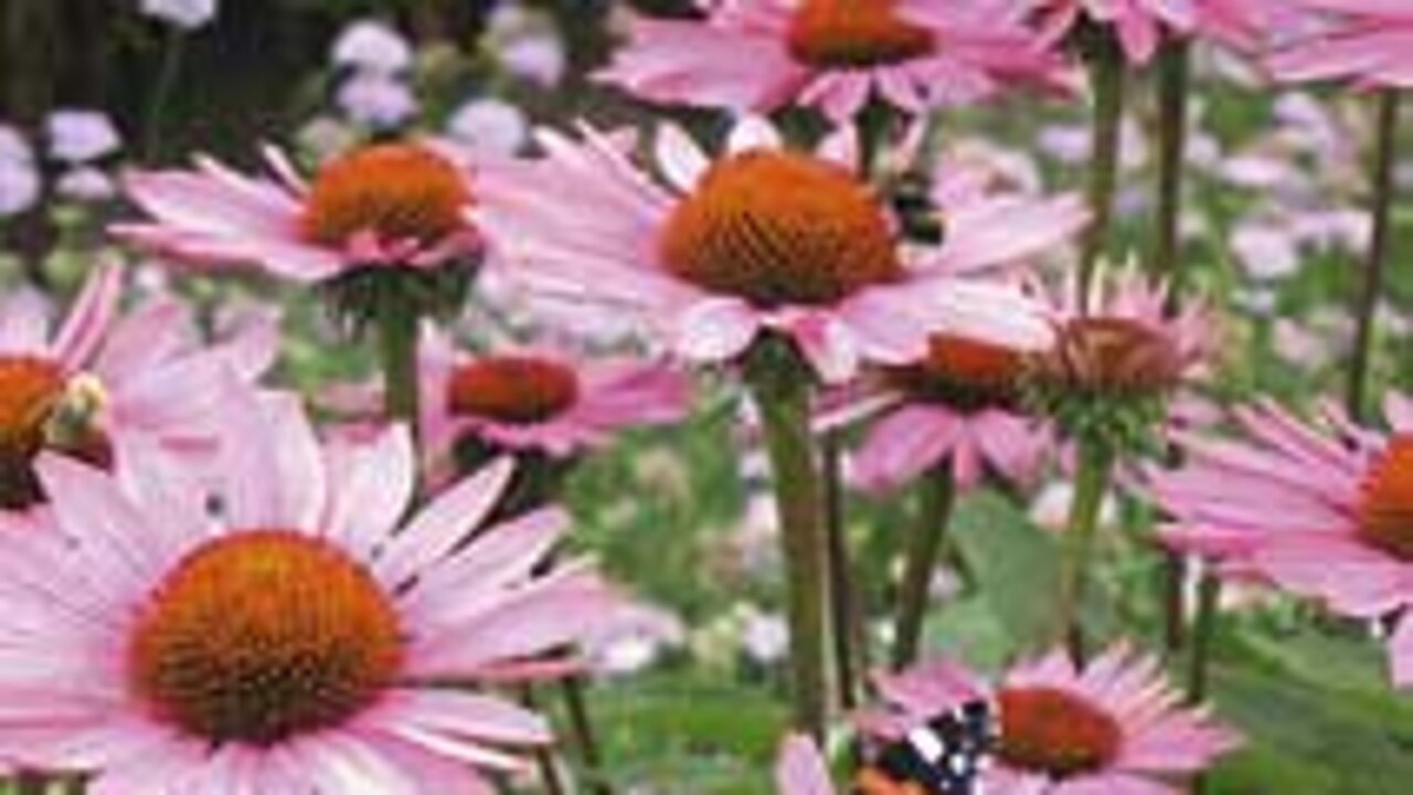 Farbrausch im Herbstgarten