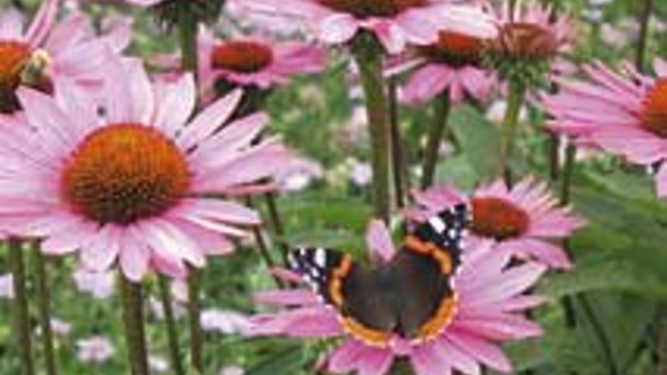 Farbrausch im Herbstgarten