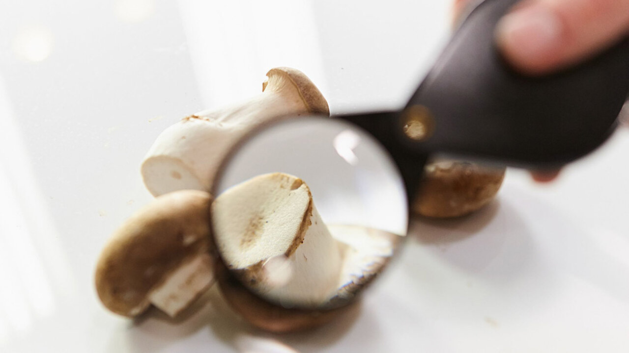 Pilze - champignons