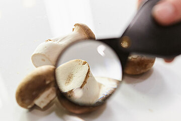 Pilze - champignons