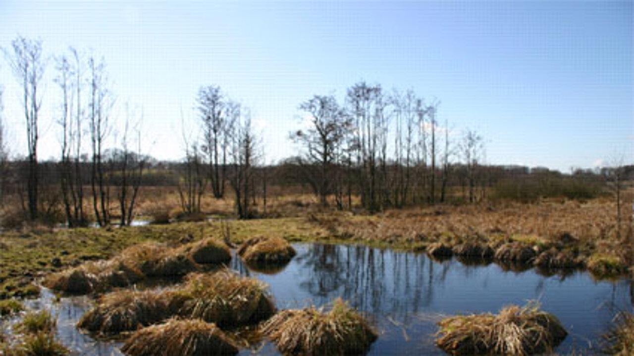 Moorböden