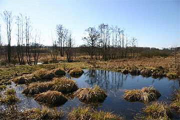 Moorböden