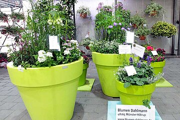 Kübel und Gefäße