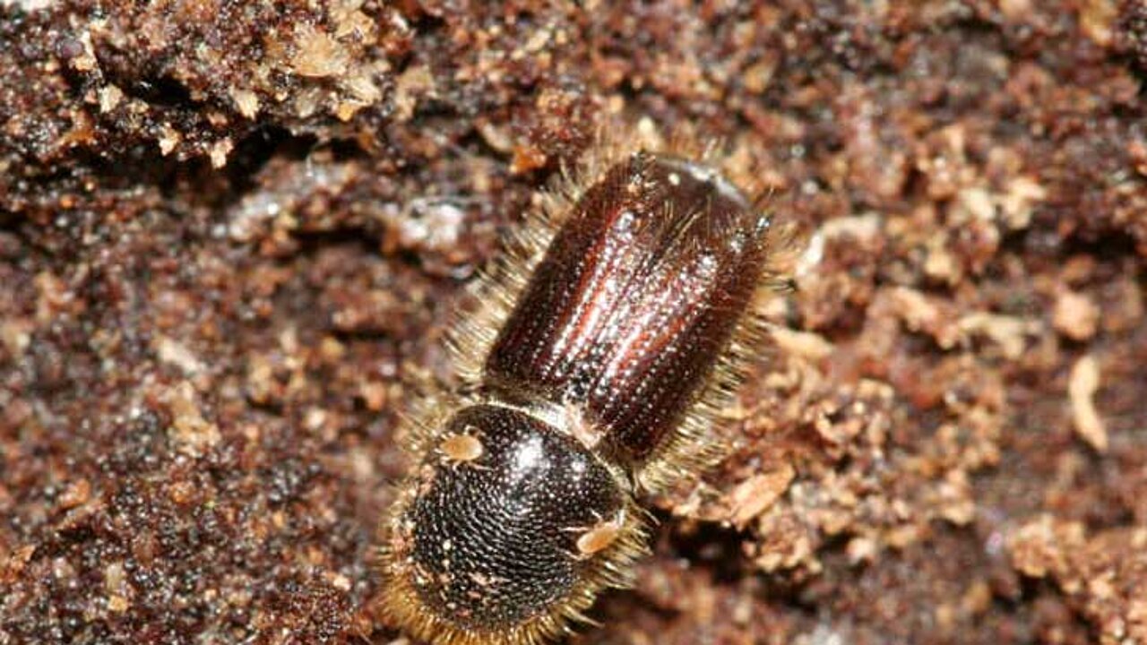 Borkenkäfer