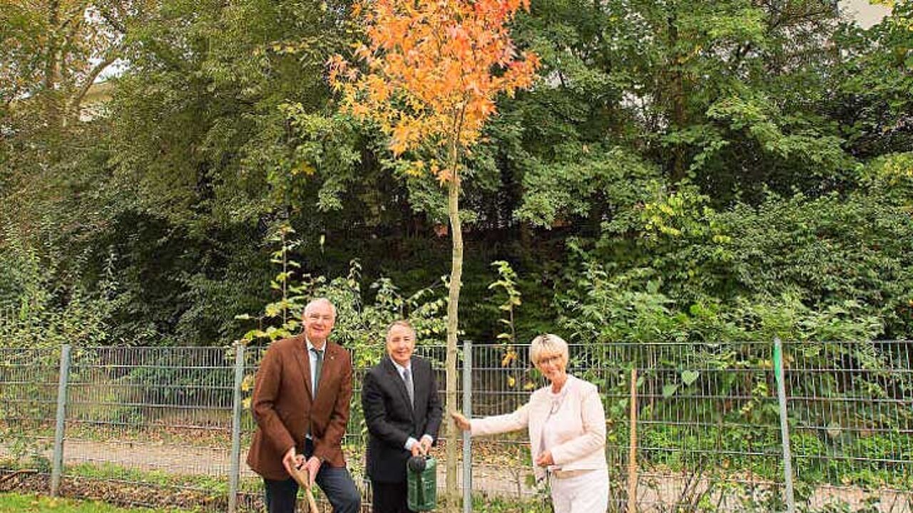 Pflanzung eines Amberbaums