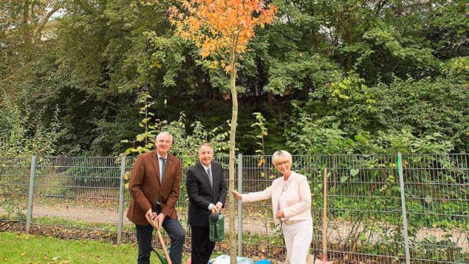 Pflanzung eines Amberbaums