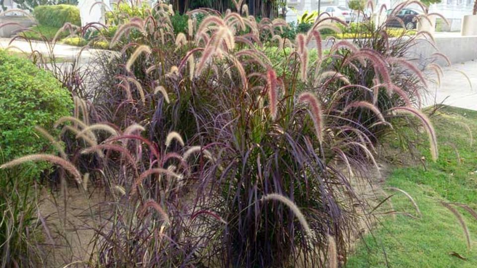 Pennisetum setaceum (Rubrum)