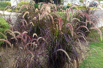 Pennisetum setaceum (Rubrum)