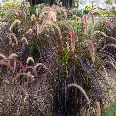 Pennisetum setaceum (Rubrum)