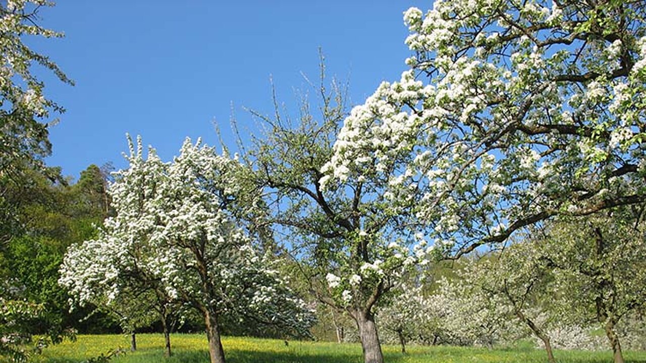 Streuobstwiese