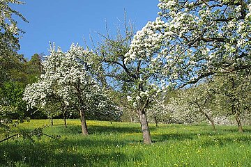 Streuobstwiese
