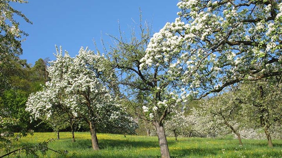 Streuobstwiese