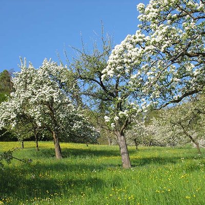 Streuobstwiese