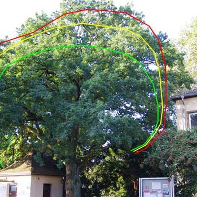 Eiche mit Schnittlinien