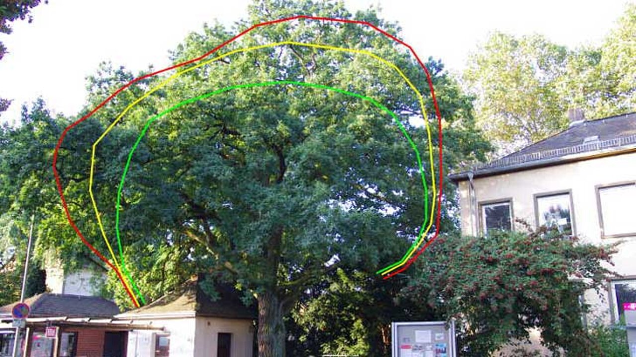 Eiche mit Schnittlinien