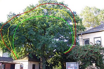 Eiche mit Schnittlinien