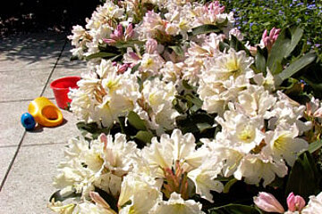 Rhododendron Dufthecke