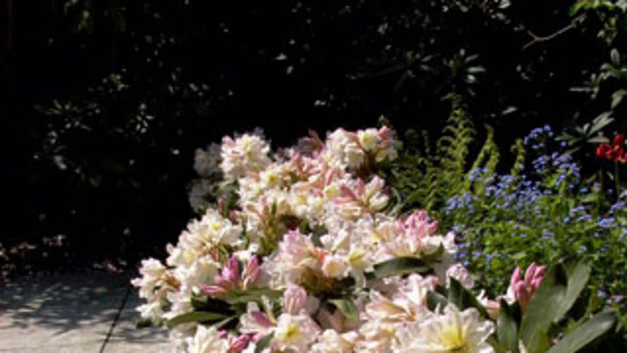 Rhododendron Dufthecke