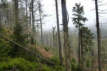 Image-13372