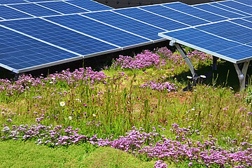 Sempergreen Solar-Gründach
