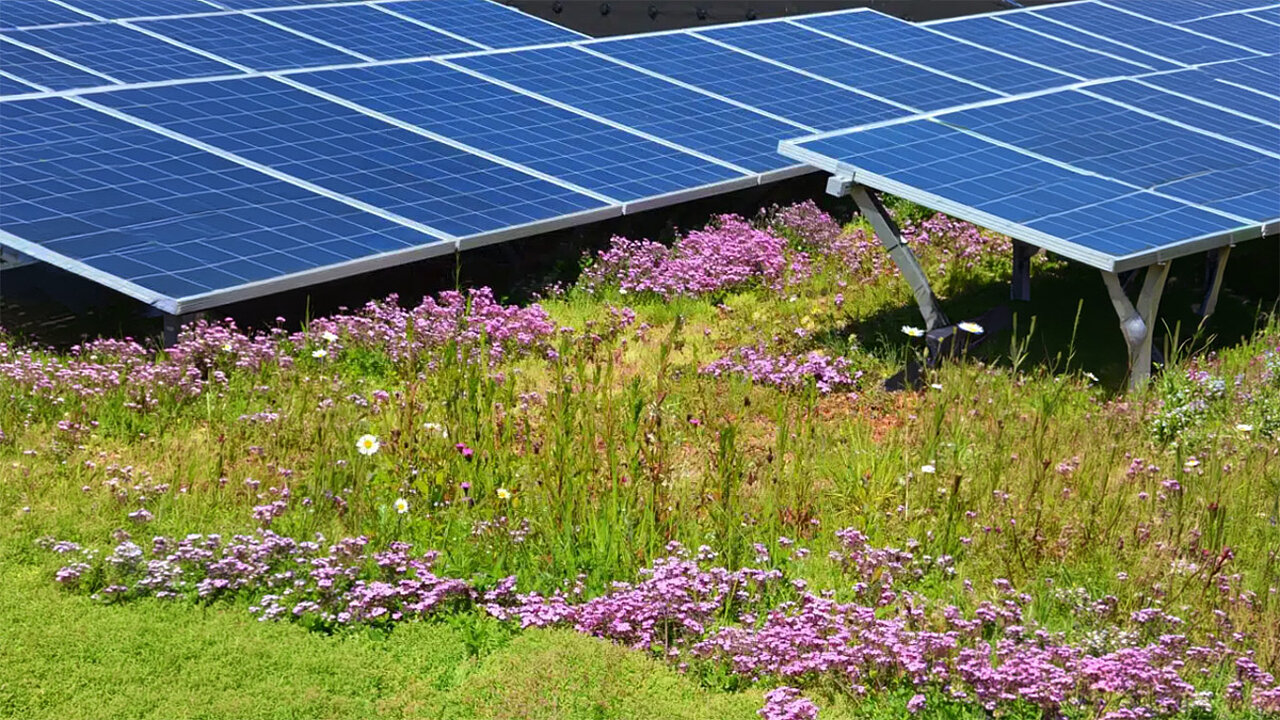 Sempergreen Solar-Gründach