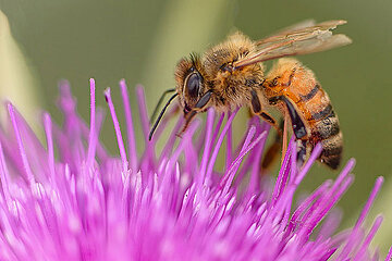 Biene auf Blüte