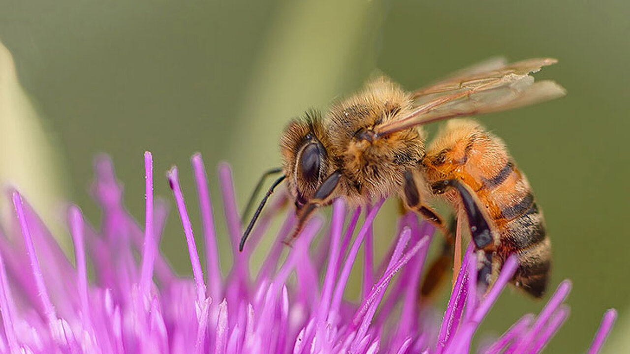 Biene auf Blüte