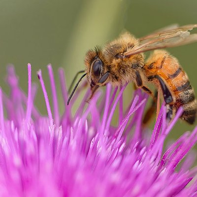 Biene auf Blüte