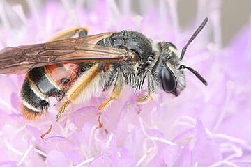 Image-13431