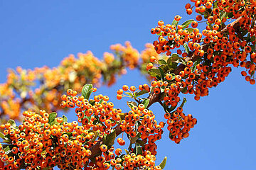 Image-12216