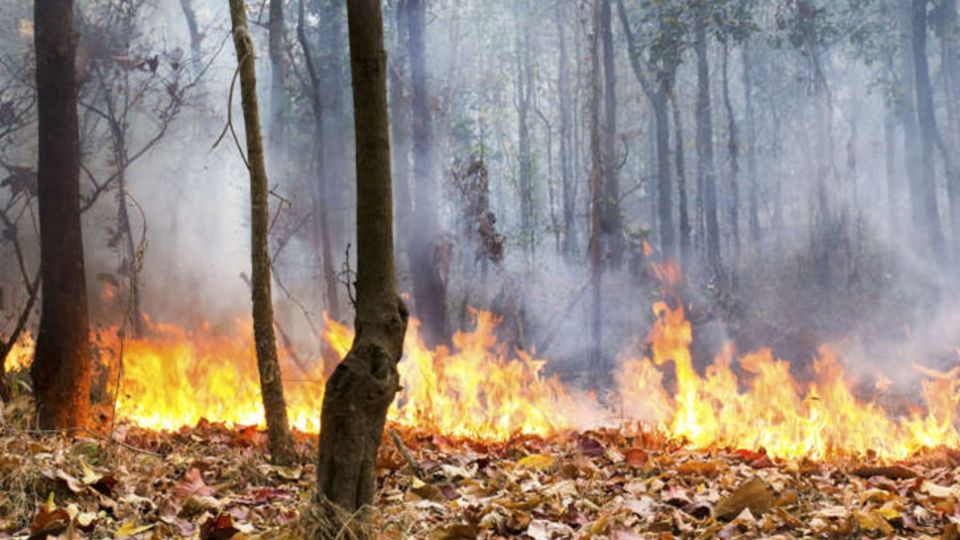 Waldbrand
