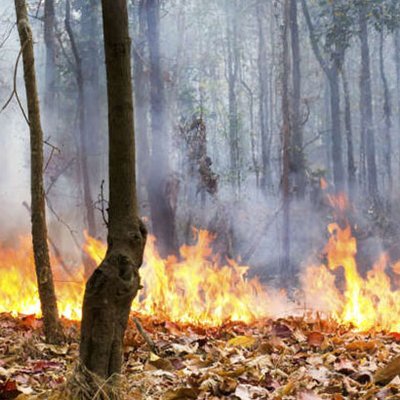 Waldbrand