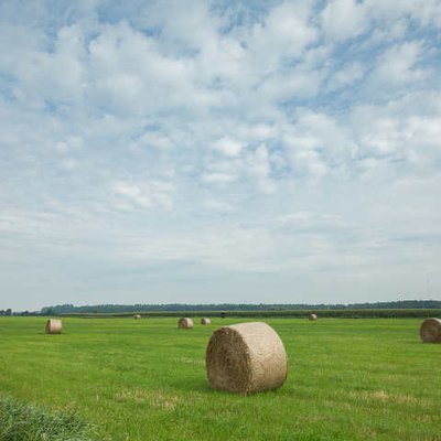 Intensivgrünland