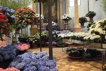 Blütenexplosion