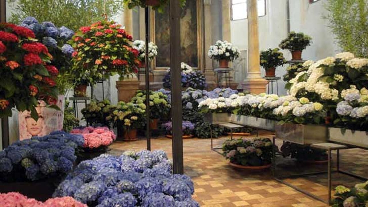 Blütenexplosion