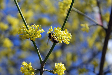 Bienen
