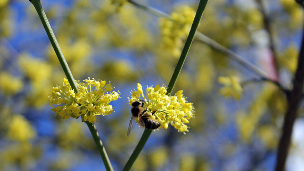 Bienen