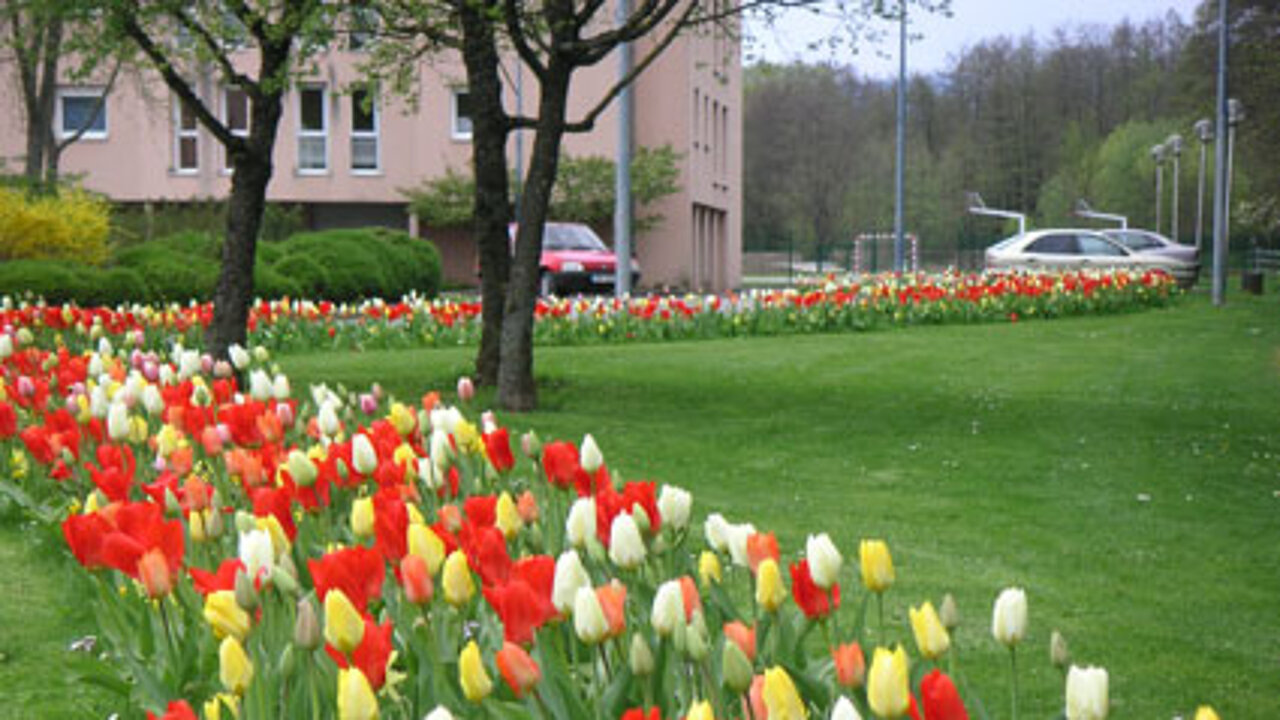 Tulpen