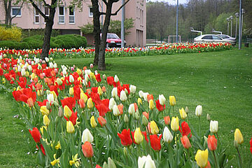 Tulpen