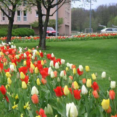 Tulpen