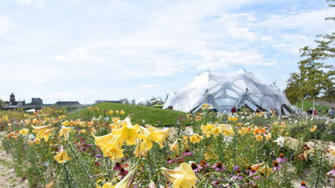Sommerflor