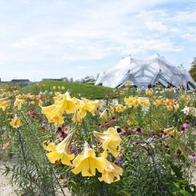 Sommerflor