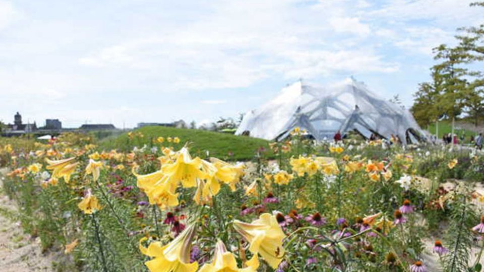 Sommerflor