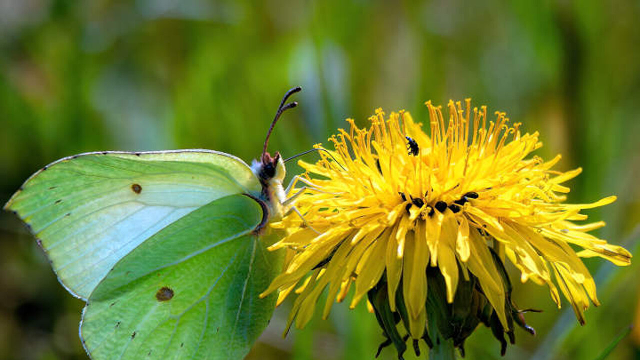 Blumenrasen