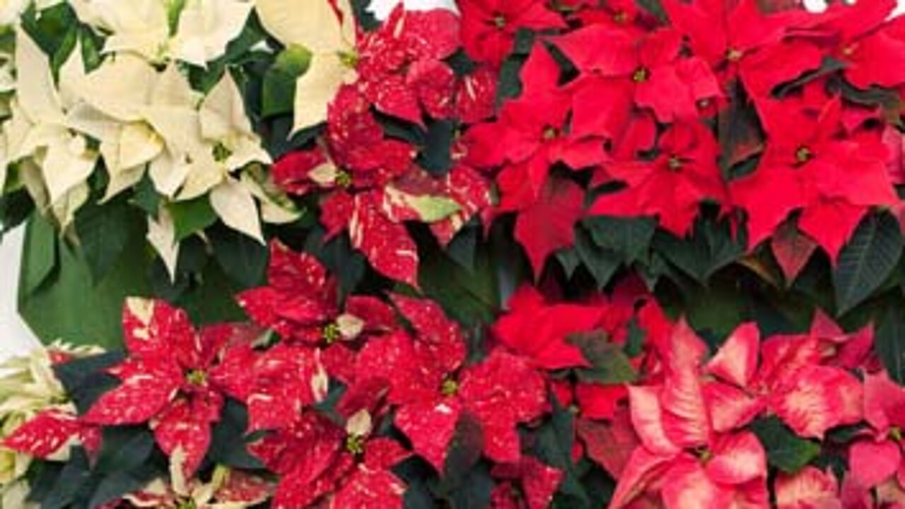 Weihnachtssterne