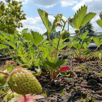 Erdbeeren auf dem Dach