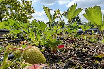 Erdbeeren auf dem Dach